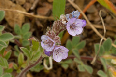 Phacelia breweri