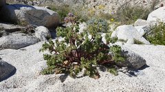 Phacelia pedicellata