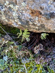 Pentagramma rebmanii