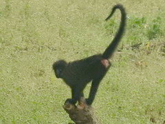 Gray-Cheeked Mangabey photo 4