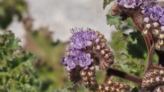 Phacelia pedicellata