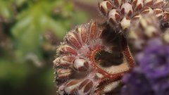 Phacelia pedicellata