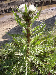 Cirsium acaule esculentum