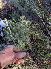 Ericameria pinifolia