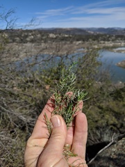 Ericameria pinifolia