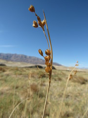 Juncus cooperi