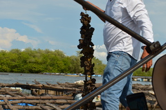 Crassostrea corteziensis