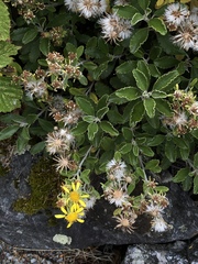 Brachyglottis monroi