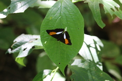 Adelpha cocala lorzae