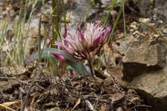 Allium falcifolium