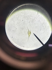 Miozoa