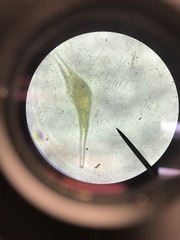 Miozoa