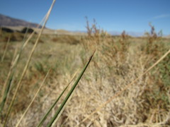 Juncus cooperi