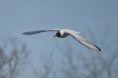 Chroicocephalus ridibundus