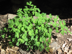Aquilegia longissima
