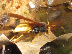 Polistes comanchus comanchus