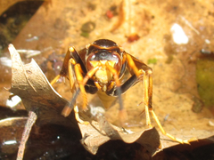 Polistes comanchus comanchus