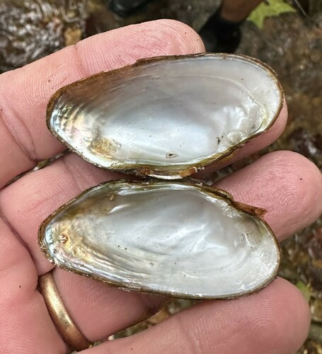 Cumberland Moccasinshell