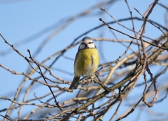 Cyanistes caeruleus