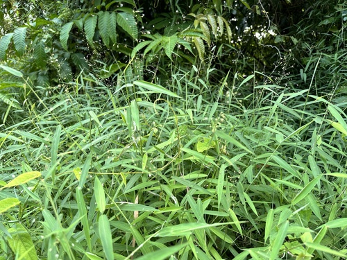 donkey grass (Panicum trichocladum)