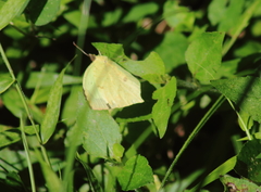 Abaeis salome jamapa