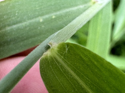 Donkey grass