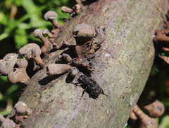 Goniocloeus