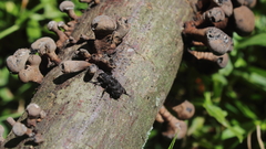 Goniocloeus