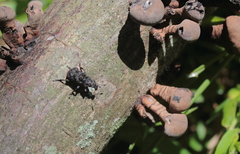 Goniocloeus