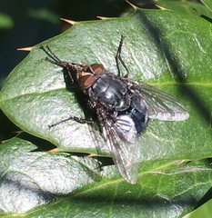 Calliphora