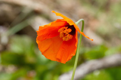 Papaver heterophyllum