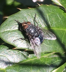 Calliphora