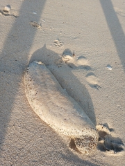 Astichopus multifidus