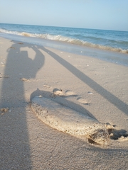 Astichopus multifidus