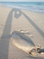 Astichopus multifidus