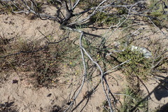 Lebeckia pauciflora