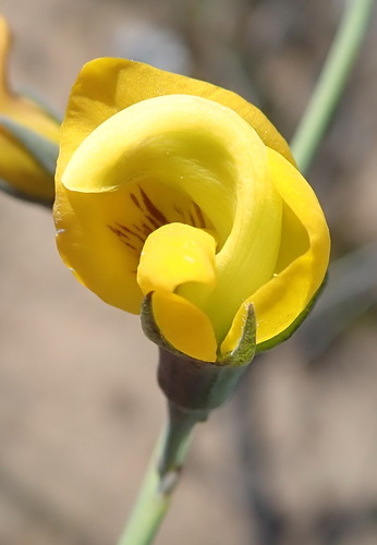 Image of Lebeckia pauciflora by (c) Nicola van Berkel, some rights reserved (CC BY-SA)