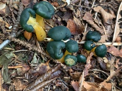 Leotia lubrica image