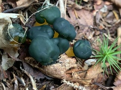 Leotia lubrica image