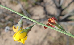 Lebeckia pauciflora