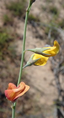 Lebeckia pauciflora