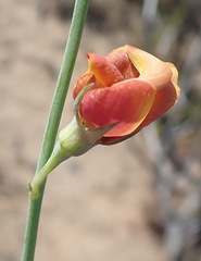 Lebeckia pauciflora