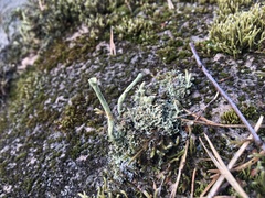 Cladonia deformis