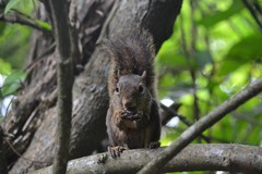 Sciurus aestuans ingrami