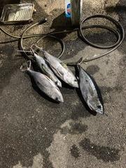 Thunnus atlanticus