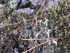 Cladonia deformis