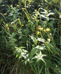 Crepis caucasica