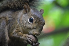 Sciurus aestuans ingrami