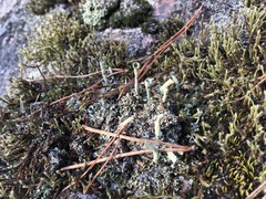 Cladonia deformis
