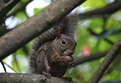 Sciurus aestuans ingrami
